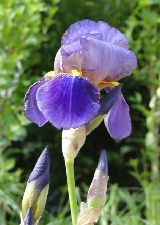 Iris gem. Lent a Williamson